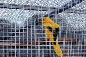 soundproofing a bird cage